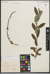 Foto von Salix phylicifolia L.